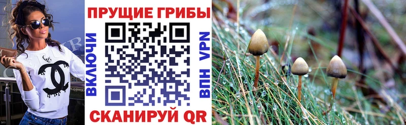 это клад  Богородск  Галлюциногенные грибы GOLDEN TEACHER 